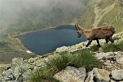 47 Uno stambecco si abbassa verso il Lago Moro